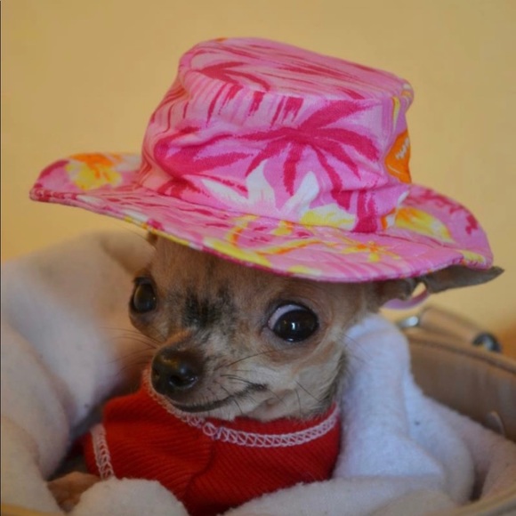 Meet your Posher, Daisy - Picture 2 of 2